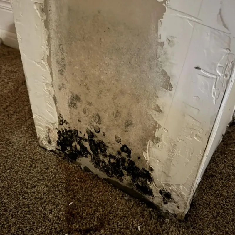 Professional Mold Removal in Staples, MN